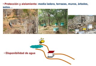 • Protección y aislamiento: media ladera, terrazas, muros, árboles,
setos…
• Disponibilidad de agua
 
