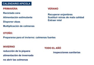 PRIMAVERA
Reciclado cera
Alimentación estimulante
Disponer alzas
Multiplicación de colmenas
CALENDARIO APICOLA
OTOÑO:
Prepararse para el invierno: colmenas fuertes
INVIERNO
reducción de la piquera
alimentación de invernada
no abrir las colmenas
TODO EL AÑÓ
inspecciones sanitarias
VERANO
Recuperar enjambres
Sustituir reinas de mala calidad
Extraer miel
 