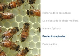 La colonia de la abeja melífera
Historia de la apicultura
Manejo Apícola
Polinización
Productos apícolas
 