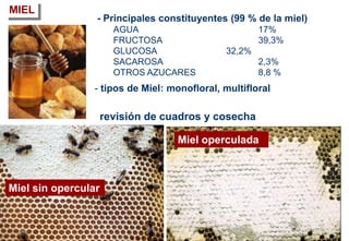 - Principales constituyentes (99 % de la miel)
AGUA 17%
FRUCTOSA 39,3%
GLUCOSA 32,2%
SACAROSA 2,3%
OTROS AZUCARES 8,8 %
MIEL
- tipos de Miel: monofloral, multifloral
Miel operculada
Miel sin opercular
revisión de cuadros y cosecha
 