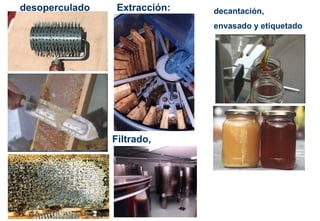 desoperculado Extracción:
Filtrado,
decantación,
envasado y etiquetado
 