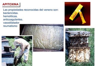 Las propiedades reconocidas del veneno son:
bactericidas.
hemolíticas.
anticoagulantes.
vasodilatador
reumatismo
APITOXINA
 