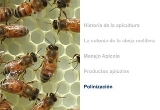 La colonia de la abeja melífera
Historia de la apicultura
Manejo Apícola
Polinización
Productos apícolas
 