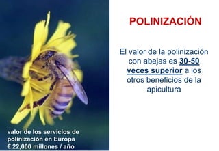 POLINIZACIÓN
El valor de la polinización
con abejas es 30-50
veces superior a los
otros beneficios de la
apicultura
valor de los servicios de
polinización en Europa
€ 22,000 millones / año
 