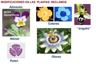MODIFICACIONES EN LAS PLANTAS: RECLAMOS
Colores
Olores
Néctar
guías
nectaríferas
“engaño”
Polen
Alimento:
 