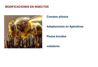 Cuerpos pilosos
Adaptaciones en Apéndices
Piezas bucales
voladores
MODIFICACIONES EN INSECTOS
 