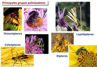 Himenópteros
Dípteros
Lepidópteros
Coleópteros
Principales grupos polinizadores
 