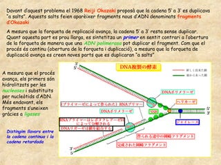 Davant d’aquest problema el 1968 Reiji Okazaki proposà que la cadena 5’ a 3’ es duplicava
 “a salts”. Aquests salts feien aparèixer fragments nous d’ADN denominats fragments
 d’Okazaki
 A mesura que la forqueta de replicació avança, la cadena 5’ a 3’ resta sense duplicar.
 Quant aquesta part es prou llarga, es sintetitza un primer en sentit contrari a l’obertura
 de la forqueta de manera que una ADN polimerasa pot duplicar el fragment. Com que el
 procés és continu (obertura de la forqueta i duplicació), a mesura que la forqueta de
 duplicació avança es creen noves parts que es duplicaran “a salts”


A mesura que el procés
avança, els primers són
hidrolitzats per les
nucleases i substituïts
per nucleòtids d’ADN.
Més endavant, els
fragments s’uneixen
gràcies a ligases


 Distingim llavors entre
 la cadena continua i la
 cadena retardada
 