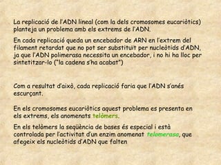 La replicació de l’ADN lineal (com la dels cromosomes eucariòtics)
planteja un problema amb els extrems de l’ADN.
En cada replicació queda un encebador de ARN en l’extrem del
filament retardat que no pot ser substituït per nucleòtids d’ADN,
ja que l’ADN polimerasa necessita un encebador, i no hi ha lloc per
sintetitzar-lo (“la cadena s’ha acabat”)


Com a resultat d’això, cada replicació faria que l’ADN s’anés
escurçant.

En els cromosomes eucariòtics aquest problema es presenta en
els extrems, els anomenats telòmers.
En els telòmers la seqüència de bases és especial i està
controlada per l’activitat d’un enzim anomenat telomerasa, que
afegeix els nucleòtids d’ADN que falten
 