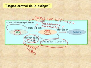 “Dogma central de la biologia”
 