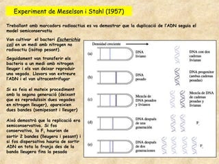 Experiment de Meselson i Stahl (1957)

Treballant amb marcadors radioactius es va demostrar que la duplicació de l’ADN seguia el
model semiconservatiu

Van cultivar el bacteri Escherichia
coli en un medi amb nitrogen no
radioactiu (isòtop pesant).

Seguidament van transferir els
bacteris a un medi amb nitrogen
lleuger i els van deixar reproduir
una vegada. Llavors van extreure
l’ADN i el van ultracentrifugar

Si es feia el mateix procediment
amb la segona generació (deixant
que es reproduïssin dues vegades
en nitrogen lleuger), apareixien
dues bandes (semipesant i lleuger)

Això demostrà que la replicació era
semiconservativa. Si fos
conservativa, la F1 haurien de
sortir 2 bandes (lleugera i pesant) i
si fos dispersativa hauria de sortir
ADN en tota la franja des de la
banda lleugera fins la pesada
 