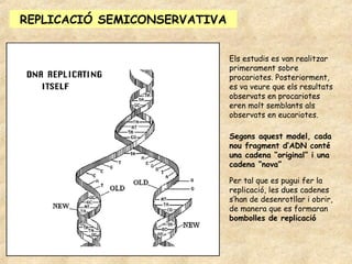 REPLICACIÓ SEMICONSERVATIVA


                              Els estudis es van realitzar
                              primerament sobre
                              procariotes. Posteriorment,
                              es va veure que els resultats
                              observats en procariotes
                              eren molt semblants als
                              observats en eucariotes.

                              Segons aquest model, cada
                              nou fragment d’ADN conté
                              una cadena “original” i una
                              cadena “nova”

                              Per tal que es pugui fer la
                              replicació, les dues cadenes
                              s’han de desenrotllar i obrir,
                              de manera que es formaran
                              bombolles de replicació
 
