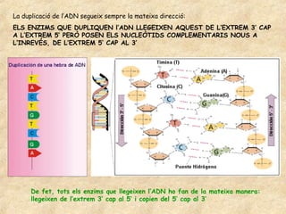 La duplicació de l’ADN segueix sempre la mateixa direcció:
ELS ENZIMS QUE DUPLIQUEN l’ADN LLEGEIXEN AQUEST DE L’EXTREM 3’ CAP
A L’EXTREM 5’ PERÒ POSEN ELS NUCLEÒTIDS COMPLEMENTARIS NOUS A
L’INREVÉS, DE L’EXTREM 5’ CAP AL 3’




      De fet, tots els enzims que llegeixen l’ADN ho fan de la mateixa manera:
      llegeixen de l’extrem 3’ cap al 5’ i copien del 5’ cap al 3’
 