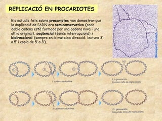 REPLICACIÓ EN PROCARIOTES

Els estudis fets sobre procariotes van demostrar que
la duplicació de l’ADN era semiconservativa (cada
doble cadena està formada per una cadena nova i una
altra original), seqüencial (sense interrupcions) i
bidireccional (sempre en la mateixa direcció: lectura 3’
a 5’ i copia de 5’ a 3’).
 