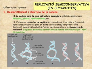 REPLICACIÓ SEMICONSERVATIVA
Diferenciem 3 passos:                 (EN EUCARIOTES)
1. Desenrotllament i obertura de la cadena:
        1.1. La cadena perd la seva estructura secundària gràcies a enzims com
        helicases, girases, topoisomerases,etc...
        1.2. Es formen bombolles de replicació. Les cadenes s’han d’obrir (en un únic
        punt en les procariotes però en molts en eucariotes) per poder fer la
        duplicació. Aquestes bombolles s’obren més i donen lloc a les forquetes de
        replicació. D’aquesta manera es permet que els enzims que han de llegir l’ADN
        ho puguin fer
 