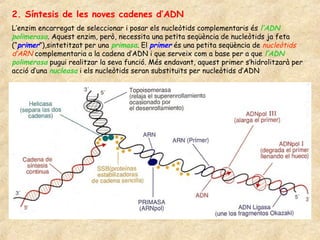 2. Síntesis de les noves cadenes d’ADN
L’enzim encarregat de seleccionar i posar els nucleòtids complementaris és l’ADN
polimerasa. Aquest enzim, però, necessita una petita seqüència de nucleòtids ja feta
(“primer”),sintetitzat per una primasa. El primer és una petita seqüència de nucleòtids
d’ARN complementaria a la cadena d’ADN i que serveix com a base per a que l’ADN
polimerasa pugui realitzar la seva funció. Més endavant, aquest primer s’hidrolitzarà per
acció d’una nucleasa i els nucleòtids seran substituïts per nucleòtids d’ADN
 