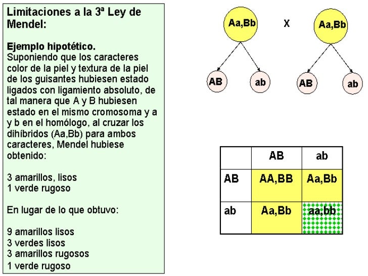 Tema 14 leyes de mendel