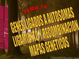 TEMA 14 GENES LIGADOS A AUTOSOMAS LIGAMIENTO Y RECOMBINACION MAPAS GENETICOS M.C. JOSE LUIS CASTILLO DOMINGUEZ UNIVERSIDAD AUTONOMA CHAPINGO 