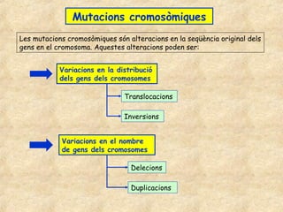 Mutacions cromosòmiques
Les mutacions cromosòmiques són alteracions en la seqüència original dels
gens en el cromosoma. Aquestes alteracions poden ser:


            Variacions en la distribució
            dels gens dels cromosomes

                               Translocacions

                               Inversions


            Variacions en el nombre
            de gens dels cromosomes

                                 Delecions

                                 Duplicacions
 