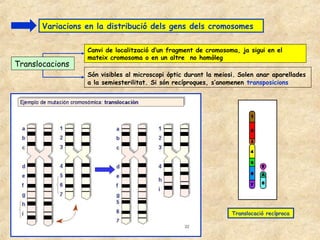 Variacions en la distribució dels gens dels cromosomes

                  Canvi de localització d’un fragment de cromosoma, ja sigui en el
                  mateix cromosoma o en un altre no homòleg
Translocacions
                  Són visibles al microscopi òptic durant la meiosi. Solen anar aparellades
                  a la semiesterilitat. Si són recíproques, s’anomenen transposicions




                                                                  Translocació recíproca
 