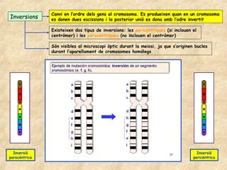Canvi en l’ordre dels gens al cromosoma. Es produeixen quan en un cromosoma
Inversions     es donen dues escissions i la posterior unió es dona amb l’odre invertit

               Existeixen dos tipus de inversions: les pericèntriques (si inclouen el
               centròmer) i les paracèntriques (no inclouen el centròmer)

               Són visibles al microscopi òptic durant la meiosi, ja que s’originen bucles
               durant l’aparellament de cromosomes homòlegs




  Inversió                                                                           Inversió
paracèntrica                                                                       pericèntrica
 