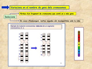 Variacions en el nombre de gens dels cromosomes

            Pèrdua d’un fragment de cromosoma que conté un o més gens
Delecions
            En casos d’homozigosi, moltes vegades són incompatibles amb la vida.
 