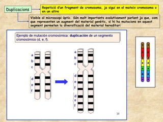 Repetició d’un fragment de cromosoma, ja sigui en el mateix cromosoma o
Duplicacions          en un altre

               Visible al microscopi òptic. Són molt importants evolutivament parlant ja que, com
               que representen un augment del material genètic, si hi ha mutacions en aquest
               segment permeten la diversificació del material hereditari
 