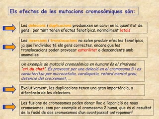 Els efectes de les mutacions cromosòmiques són:

    Les delecions i duplicacions produeixen un canvi en la quantitat de
    gens i per tant tenen efectes fenotípics, normalment letals

    Les inversions i translocacions no solen produir efectes fenotípics,
    ja que l’individuo té els gens correctes, encara que les
    translocacions poden provocar esterilitat o descendents amb
    anomalies

    Un exemple de mutació cromosòmica en humans és el síndrome
    “cri du chat”. És provocat per una deleció en el cromosoma 5 i es
    caracteritza per microcefalia, cardiopatia, retard mental greu,
    detenció del creixement, ...

    Evolutivament, les duplicacions tenen una gran importància, a
    diferència de les delecions.

    Les fusions de cromosomes poden donar lloc a l’aparició de nous
    cromosomes, com per exemple el cromosoma 2 humà, que és el resultat
    de la fusió de dos cromosomes d’un avantpassat antropomorf
 
