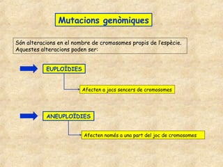 Mutacions genòmiques

Són alteracions en el nombre de cromosomes propis de l’espècie.
Aquestes alteracions poden ser:


           EUPLOÏDIES


                         Afecten a jocs sencers de cromosomes




           ANEUPLOÏDIES


                         Afecten només a una part del joc de cromosomes
 