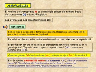 ANEUPLOÏDIES

El nombre de cromosomes no és un múltiple sencer del nombre bàsic
de cromosomes (n) o dotació haploide

Les alteracions més característiques són:

    Monosomies

  Són cèl·lules a les que els hi falta un cromosoma. Responen a la fórmula (2n-1)
  (on n és la dotació haploide de l’espècie)

  Els individus afectats solen tenir elevada mortaldat i una baixa taxa de reproducció

  Es produeixen per una no disjunció de cromosomes homòlegs a la meiosi II en la
  gametogènesi. D’aquesta manera, apareixen gàmetes amb (n+1) cromosomes i
  gàmetes amb (n-1).

  Quan una gàmeta (n) s’uneix amb una (n-1), obtenim un zigot 2n-1 (monosòmic)

  Ex.: En humans, Síndrome de Turner (23 autosomes + X-). Falta un cromosoma
  sexual X. Els individus són femelles amb atrofia d’ovaris, absència de
  desenvolupament dels caràcters sexuals secundaris, infantilisme, ...
 