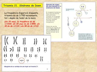 Trisomia 21. Síndrome de Down


La freqüència d’aparició d’aquesta
trisomia és de 1/700 naixements,
tot i depèn de l’edat de la mare
(als 20 anys, la freqüència és de
1/1930; als 30 anys és de 1/890; als
40 és de 1/110 i als 50 és de 1/12)
 