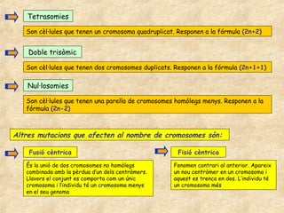 Tetrasomies

   Son cèl·lules que tenen un cromosoma quadruplicat. Responen a la fórmula (2n+2)


    Doble trisòmic

   Son cèl·lules que tenen dos cromosomes duplicats. Responen a la fórmula (2n+1+1)

    Nul·losomies

   Son cèl·lules que tenen una parella de cromosomes homòlegs menys. Responen a la
   fórmula (2n-2)



Altres mutacions que afecten al nombre de cromosomes són:

    Fusió cèntrica                                   Fisió cèntrica

   És la unió de dos cromosomes no homòlegs         Fenomen contrari al anterior. Apareix
   combinada amb la pèrdua d’un dels centròmers.    un nou centròmer en un cromosoma i
   Llavors el conjunt es comporta com un únic       aquest es trenca en dos. L’individu té
   cromosoma i l’individu té un cromosoma menys     un cromosoma més
   en el seu genoma
 