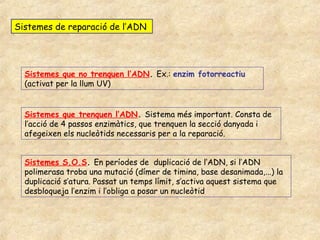 Sistemes de reparació de l’ADN




  Sistemes que no trenquen l’ADN. Ex.: enzim fotorreactiu
  (activat per la llum UV)


  Sistemes que trenquen l’ADN. Sistema més important. Consta de
  l’acció de 4 passos enzimàtics, que trenquen la secció danyada i
  afegeixen els nucleòtids necessaris per a la reparació.


  Sistemes S.O.S. En períodes de duplicació de l’ADN, si l’ADN
  polimerasa troba una mutació (dímer de timina, base desanimada,...) la
  duplicació s’atura. Passat un temps límit, s’activa aquest sistema que
  desbloqueja l’enzim i l’obliga a posar un nucleòtid
 