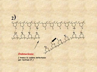 2)
3'               5'       3'       5' 3'           5'       3'           5'                    5' 3'             5' 3'             5'       3'           5' 3'                 5' 3'              5'
                      P              P                  P                     P   3'            P                 P                     P                  P                     P                     P



             A                     G           C                     T                                       A                 A                     C                     T                  A
                                                                                           C

         T                     C               G                 A                                                                                                     A                  T

                                                                                                                                                G
P
                 3' P 5'
                                         P
                                       3' 5'       3' P 5'               3'
                                                                                                                                                              P
                                                                                                                                                                  5'           3 ' P5 '           3'
    5'                                                                                                                  T                                3'
                                                                                                         T
                                                                                                                                            P
                                                                                                                                                5'
                                                                                                                                    3'
                                                                                                                          5'
                                                                                                                      P
                                                                                           G                       3'
                                                                                                       P
                                                                                                           5'
                                                                                                    3'

                      Endonucleasa                                                         5'
                                                                                       P



                      ( trenca la cadena defectuosa
                      per l’extrem 5’ )
 