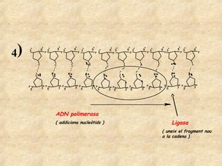 4)   3'               5'       3'           5' 3'           5'       3'           5'                    5' 3'           5' 3'           5'        3'           5' 3'              5' 3'                 5'
                           P                  P                  P                     P   3'            P               P                   P                   P                  P                        P



                  A                     G               C                     T                                     A               A                      C                  T                     A
                                                                                                    C

              T                     C               G                     A                     G                                                      G                  A                     T
                                                                                                                T               T



     P
                      3' 5'
                           P
                                            3' 5'
                                              P
                                                            3' P 5'               3'
                                                                                       P                                 P                   P
                                                                                                                                                 5'
                                                                                                                                                                 P
                                                                                                                                                                     5'           3'   P
                                                                                                                                                                                           5'           3'
                                                                                                                                                           3'
                                                                                                         P
         5'                                                                                5'       3' 5'           3' 5'           3'




                                        ADN polimerasa
                                        ( addiciona nucleòtids )                                                                                                          Ligasa
                                                                                                                                                                ( uneix el fragment nou
                                                                                                                                                                a la cadena )
 