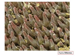 Alimentación y nutrición4. IngestiónLenguaPapilasfiliformes: en la parte anterior y central de la lengua. No contienen botones gustativosPapilas fungiformes: en la punta de la lenguaPapilas caliciformes: forman una V invertida en la parte posterior de la lengua