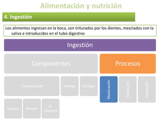 Alimentación y nutrición4. IngestiónLos alimentos ingresan en la boca, son triturados por los dientes, mezclados con la saliva e introducidos en el tubo digestivo