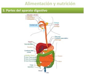 Alimentación y nutrición2. Etapas de la digestiónLa digestión transforma las macromoléculas contenidas en los alimentos en moléculas más simples, de este modo pueden ingresar en el organismo y ser utilizadas por las célulasIngestiónLos alimentos ingresan en la boca, son triturados por los dientes, mezclados con la saliva e introducidos en el tubo digestivoEn el tubo digestivo se segregan jugos, que contienen enzimas capaces de fragmentar las macromoléculas en moléculas más sencillasDigestiónAbsorciónLas moléculas sencillas atraviesan la pared del tubo digestivo y pasan al sistema circulatorioAsimilaciónLos nutrientes transportados por la sangre pasan a las células para obtener energía o para sintetizar moléculas necesarias para crecerDefecaciónLas sustancias no digeridas y no absorbidas son eliminadas en forma de heces