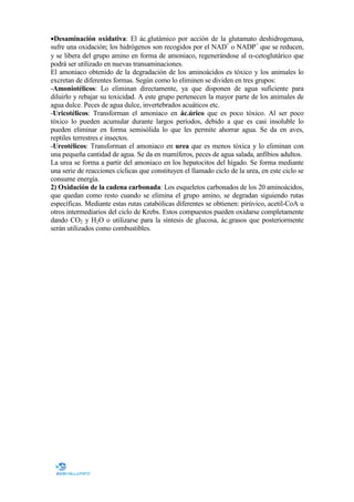 •Desaminación oxidativa: El ác.glutámico por acción de la glutamato deshidrogenasa,
sufre una oxidación; los hidrógenos son recogidos por el NAD+ o NADP+ que se reducen,
y se libera del grupo amino en forma de amoniaco, regenerándose al α-cetoglutárico que
podrá ser utilizado en nuevas transaminaciones.
El amoniaco obtenido de la degradación de los aminoácidos es tóxico y los animales lo
excretan de diferentes formas. Según como lo eliminen se dividen en tres grupos:
-Amoniotélicos: Lo eliminan directamente, ya que disponen de agua suficiente para
diluirlo y rebajar su toxicidad. A este grupo pertenecen la mayor parte de los animales de
agua dulce. Peces de agua dulce, invertebrados acuáticos etc.
-Uricotélicos: Transforman el amoniaco en ác.úrico que es poco tóxico. Al ser poco
tóxico lo pueden acumular durante largos períodos, debido a que es casi insoluble lo
pueden eliminar en forma semisólida lo que les permite ahorrar agua. Se da en aves,
reptiles terrestres e insectos.
-Ureotélicos: Transforman el amoniaco en urea que es menos tóxica y lo eliminan con
una pequeña cantidad de agua. Se da en mamíferos, peces de agua salada, anfibios adultos.
La urea se forma a partir del amoniaco en los hepatocitos del hígado. Se forma mediante
una serie de reacciones cíclicas que constituyen el llamado ciclo de la urea, en este ciclo se
consume energía.
2) Oxidación de la cadena carbonada: Los esqueletos carbonados de los 20 aminoácidos,
que quedan como resto cuando se elimina el grupo amino, se degradan siguiendo rutas
específicas. Mediante estas rutas catabólicas diferentes se obtienen: pirúvico, acetil-CoA u
otros intermediarios del ciclo de Krebs. Estos compuestos pueden oxidarse completamente
dando CO2 y H2O o utilizarse para la síntesis de glucosa, ác.grasos que posteriormente
serán utilizados como combustibles.

 
