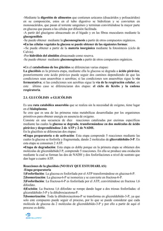 -Mediante la digestión de alimentos que contienen azúcares (disacáridos y polisacáridos)
en su composición, estos en el tubo digestivo se hidrolizan y se convierten en
monosacáridos, que pasan al torrente sanguíneo y terminan convirtiéndose la mayor parte
en glucosa que pasara a las células por difusión facilitada.
-A partir del glucógeno almacenado en el hígado y en las fibras musculares mediante la
glucogenólisis
-Se puede obtener mediante la gluconeogénesis a partir de otros compuestos orgánicos.
•En las células vegetales la glucosa se puede obtener de las siguientes formas:
--Se puede obtener a partir de la materia inorgánica mediante la fotosíntesis (ciclo de
Calvin).
-Por hidrólisis del almidón almacenado como reserva.
-Se puede obtener mediante gluconeogénesis a partir de otros compuestos orgánicos.
•En el catabolismo de los glúcidos se diferencian varias etapas:
La glucólisis es la primera etapa, mediante ella la glucosa se degrada a ácido pirúvico;
posteriormente este ácido pirúvico puede seguir dos caminos dependiendo de que las
condiciones sean anaerobias o aerobias; si las condiciones son anaerobias sigue la vía
fermentativa; si las condiciones son aerobias sigue la vía de la respiración celular, en
este último caso se diferenciaran dos etapas: el ciclo de Krebs y la cadena
respiratoria.
2.1. GLUCÓLISIS o GLICÓLISIS
Es una ruta catabólica anaerobia que se realiza sin la necesidad de oxígeno, tiene lugar
en el hialoplasma.
Se cree que es una de las primeras rutas metabólicas desarrolladas por los organismos
primitivos para obtener energía en ausencia de oxígeno.
Consiste en una secuencia de diez reacciones catalizadas por enzimas específicas
mediante las cuales la glucosa se degrada, transformándose en dos moléculas de ácido
pirúvico y desprendiéndose 2 de ATP y 2 de ADH.
En la glucólisis se diferencian dos etapas:
•Etapa preparatoria o de activación: Esta etapa comprende 5 reacciones mediante las
cuales la glucosa se fosforila y fragmentada, dando 2 moléculas de gliceraldehído-3-P. En
esta etapa se consumen 2 ATP.
•Etapa de degradación: Esta etapa es doble porque en la primera etapa se obtienen dos
moléculas de gliceraldehido3 P, comprende 5 reacciones. En ella se produce una oxidación
mediante la cual se forman las dos de NADH y dos fosforilaciones a nivel de sustrato que
dan lugar a cuatro ATP.
Reacciones de la glucólisis ( O HAY QUE ESTUDIARLAS):
-Etapa preparatoria
1)Fosforilación: La glucosa es fosforilada por el ATP transformándose en glucosa-6-P.
2)Isomerización: La glucosa-6-P se isomeriza y se convierte en fructosa-6-P.
3)Fosforilación: La fructosa-6-P es fosforilada por el ATP, convirtiéndose en fructosa 1,6
difosfato.
4)Escisión: La fructosa 1,6 difosfato se rompe dando lugar a dos triosas fosforiladas: el
gliceraldehido-3-P y la dihidroxiacetona-P.
5)Isomerización: Toda la dihidroxiacetona-P se transforma en gliceraldehído-3-P, ya que
solo este compuesto puede seguir el proceso, por lo que se puede considerar que cada
molécula de glucosa da 2 moléculas de gliceraldehído-3-P y por ello a partir de aquí el
proceso es doble.

 