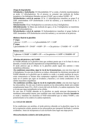 -Etapa de degradación
1)Oxidación y fosforilación: El Gliceraldehído-3-P se oxida y fosforila transformándose
en ácido 1,3 difosfoglicérico. En el proceso se consume una molécula de fosfato
inorgánico y los hidrógenos liberados son por el NAD+ que se reduce NADH + H+
2)Fosforilación a nivel de sustrato: El ác 1,3 difosfoglicérico transfiere un grupo P al
ADP, sintetizándose ATP (fosforilación a nivel de sustrato), y se transforma en ác. 3
fosfoglicérico.
3)Isomerización: El ác.3 fosfoglicérico se convierte en el ác.2 fosfoglicérico.
4)Deshidratación: Se libera una molécula de agua y el ác.2 fosfoglicérico se transforma
en el ác fosfoenolpirúvico.
5)Fosforilación a nivel de sustrato: El fosfoenolpirúvico transfiere el grupo fosfato al
ADP, formándose ATP (fosforilación a nivel de sustrato), y se convierte en ác.pirúvico.
•Balance final de la glucólisis
1ª etapa:
1 glucosa + 2 ATP → 2 gliceraldehído-3-P + 2 ADP
2ª etapa:
2 gliceraldehído-3-P + 2NAD+ + 4ADP + 2P → 2ác.pirúvico + 2 NADH + H+ + 4 ATP
Balance total:
1 glucosa + 2 NAD+ + 2 ADP + 2 P → 2 ác.pirúvico + 2 ATP + 2 NADH+ H+
•Destino del pirúvico y del ADH
El NADH obtenido en la glicólisis tiene que oxidarse puesto que si no lo hace la ruta se
detendrá, el modo de hacerlo dependerá de la disponibilidad de oxígeno.
El ácido pirúvico que se obtiene en la glucólisis puede seguir dos caminos o rutas
metabólicas diferentes :
-En condiciones anaerobias, sigue la vía de las fermentaciones, esta ruta tiene lugar en
el hialoplasma. En esta ruta el pirúvico se reduce, obteniendo los electrones necesarios del
NADH obtenido en la glicólisis que al cederlos se oxida y se puede reutilizar de nuevo,
como consecuencia se forman otros compuestos orgánicos (etanol, ácido láctico). Este
suele ser el camino que sigue en levaduras y bacterias y en ciertas condiciones en las
células musculares esqueléticas.
-En condiciones aerobias, sigue la vía de la respiración celular, esta ruta tiene lugar en
las mitocondrias. En este caso el pirúvico penetra en las mitocondrias donde será oxidado
completamente hasta CO2 y H2O, a través del ciclo de Krebs y la cadena respiratoria. Esta
es la ruta que sigue normalmente en las células.
En este caso el NADH obtenido en la glicólisis no puede atravesar directamente la
membrana mitocondrial interna, pero mediante unas rutas indirectas llamadas lanzaderas
se oxida y transfiere los electrones al NAD mitocondrial que se reduce NADH y este
posteriormente se los cederá a la cadena respiratoria.
2.2. CICLO DE KREBS
Si las condiciones son aerobias, el ácido pirúvico obtenido en la glucólisis sigue la vía
de la respiración celular, penetra en las mitocondrias por transporte facilitado y continúa
oxidándose. Antes de incorporarse al ciclo de Krebs tiene lugar una etapa previa
•Descarboxilación oxidativa del ácido pirúvico.

 