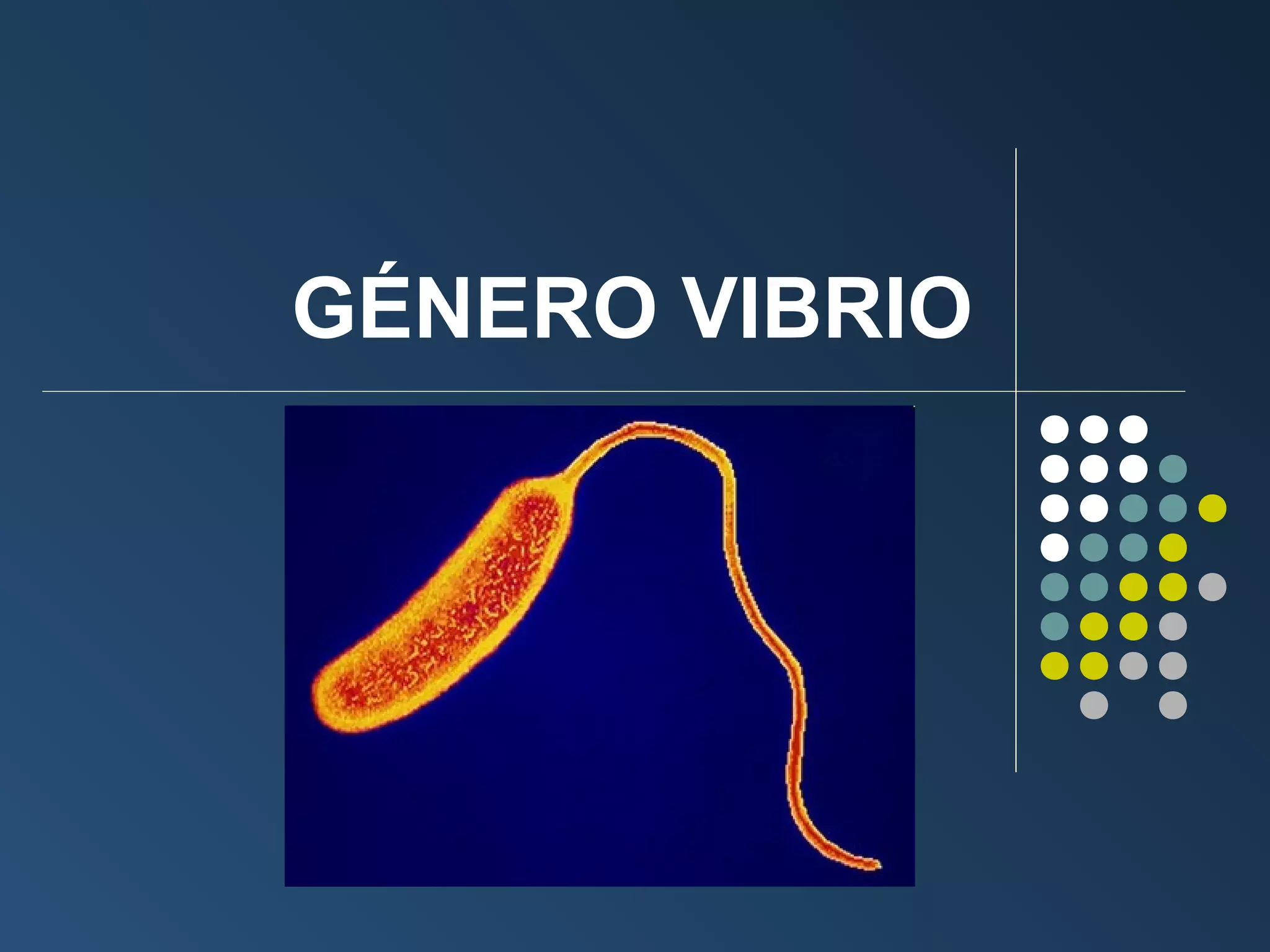 Tema 15. vibrio, campylobacter, helicobacter | PPT