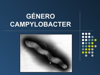 GÉNERO
CAMPYLOBACTER

 