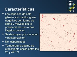 Características







Las especies de este
género son bacilos gram
negativos con forma de
coma y móviles por la
presencia de uno o dos
flagelos polares
Se destruyen por cloración
y pasteurización
No esporulados
Temperatura óptima de
crecimiento oscila entre los
25 y 42 º C

 