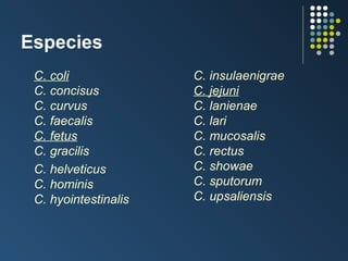 Especies
C. coli
C. concisus
C. curvus
C. faecalis
C. fetus
C. gracilis
C. helveticus
C. hominis
C. hyointestinalis

C. insulaenigrae
C. jejuni
C. lanienae
C. lari
C. mucosalis
C. rectus
C. showae
C. sputorum
C. upsaliensis

 