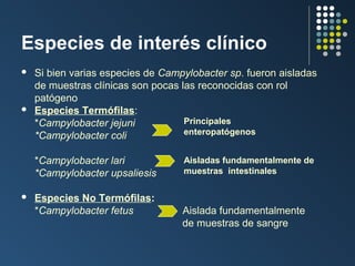 Especies de interés clínico




Si bien varias especies de Campylobacter sp. fueron aisladas
de muestras clínicas son pocas las reconocidas con rol
patógeno
Especies Termófilas:
Principales
*Campylobacter jejuni
enteropatógenos
*Campylobacter coli
*Campylobacter lari
*Campylobacter upsaliesis



Especies No Termófilas:
*Campylobacter fetus

Aisladas fundamentalmente de
muestras intestinales

Aislada fundamentalmente
de muestras de sangre

 