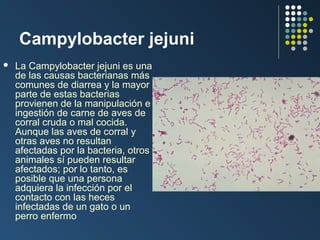 Campylobacter jejuni


La Campylobacter jejuni es una
de las causas bacterianas más
comunes de diarrea y la mayor
parte de estas bacterias
provienen de la manipulación e
ingestión de carne de aves de
corral cruda o mal cocida.
Aunque las aves de corral y
otras aves no resultan
afectadas por la bacteria, otros
animales sí pueden resultar
afectados; por lo tanto, es
posible que una persona
adquiera la infección por el
contacto con las heces
infectadas de un gato o un
perro enfermo

 