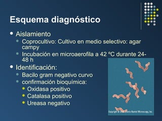 Esquema diagnóstico
 Aislamiento



Coprocultivo: Cultivo en medio selectivo: agar
campy
Incubación en microaerofila a 42 ºC durante 2448 h

 Identificación:



Bacilo gram negativo curvo
confirmación bioquímica:
 Oxidasa positivo
 Catalasa positivo
 Ureasa negativo

 