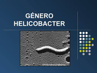 GÉNERO
HELICOBACTER

 