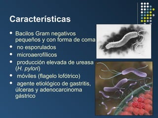Características







Bacilos Gram negativos
pequeños y con forma de coma
no esporulados
microaerofílicos
producción elevada de ureasa
(H. pylori)
móviles (flagelo lofótrico)
agente etiológico de gastritis,
úlceras y adenocarcinoma
gástrico

 